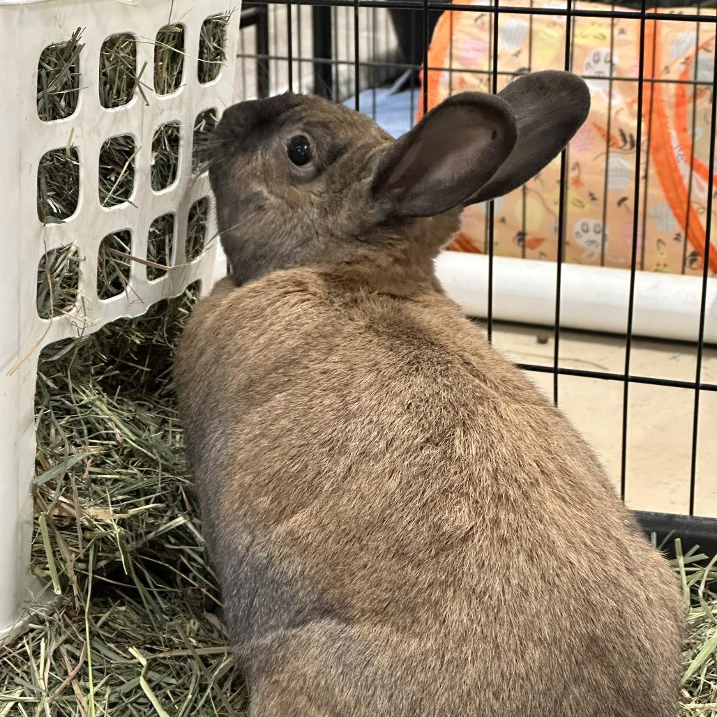 Ginger with Ty, a Adoptable Bunny Rabbit in Erie, CO image 2/4