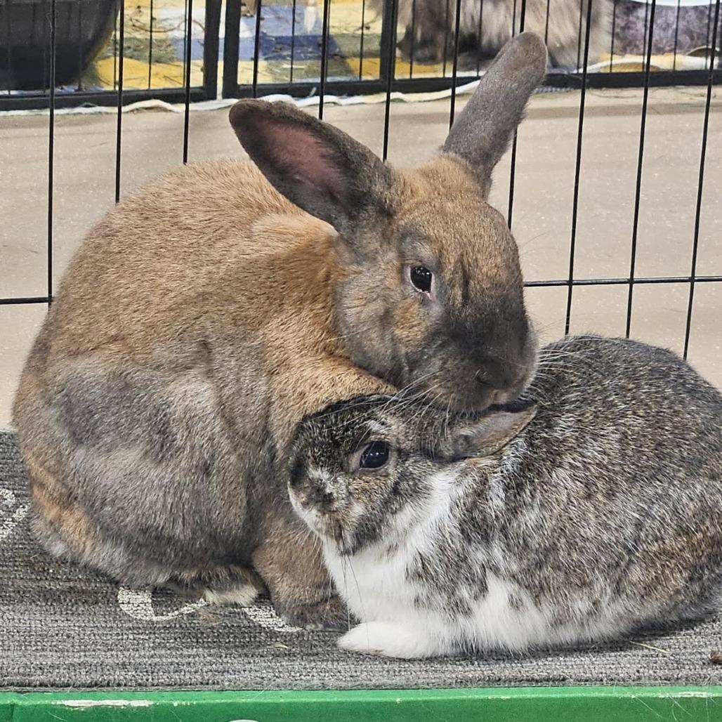 Ginger with Ty, a Adoptable Bunny Rabbit in Erie, CO image 3/4