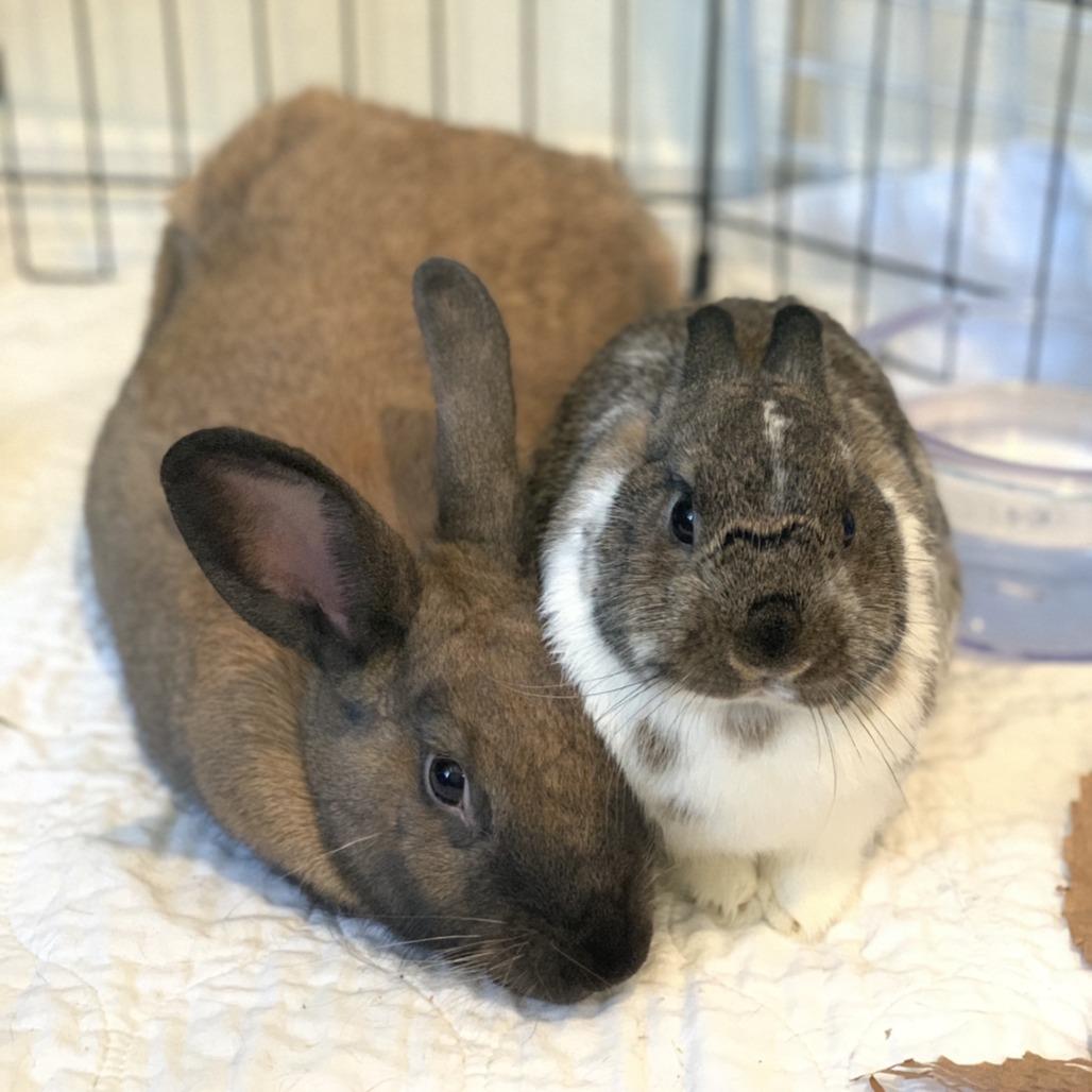 Ginger with Ty, a Adoptable Bunny Rabbit in Erie, CO image 4/4