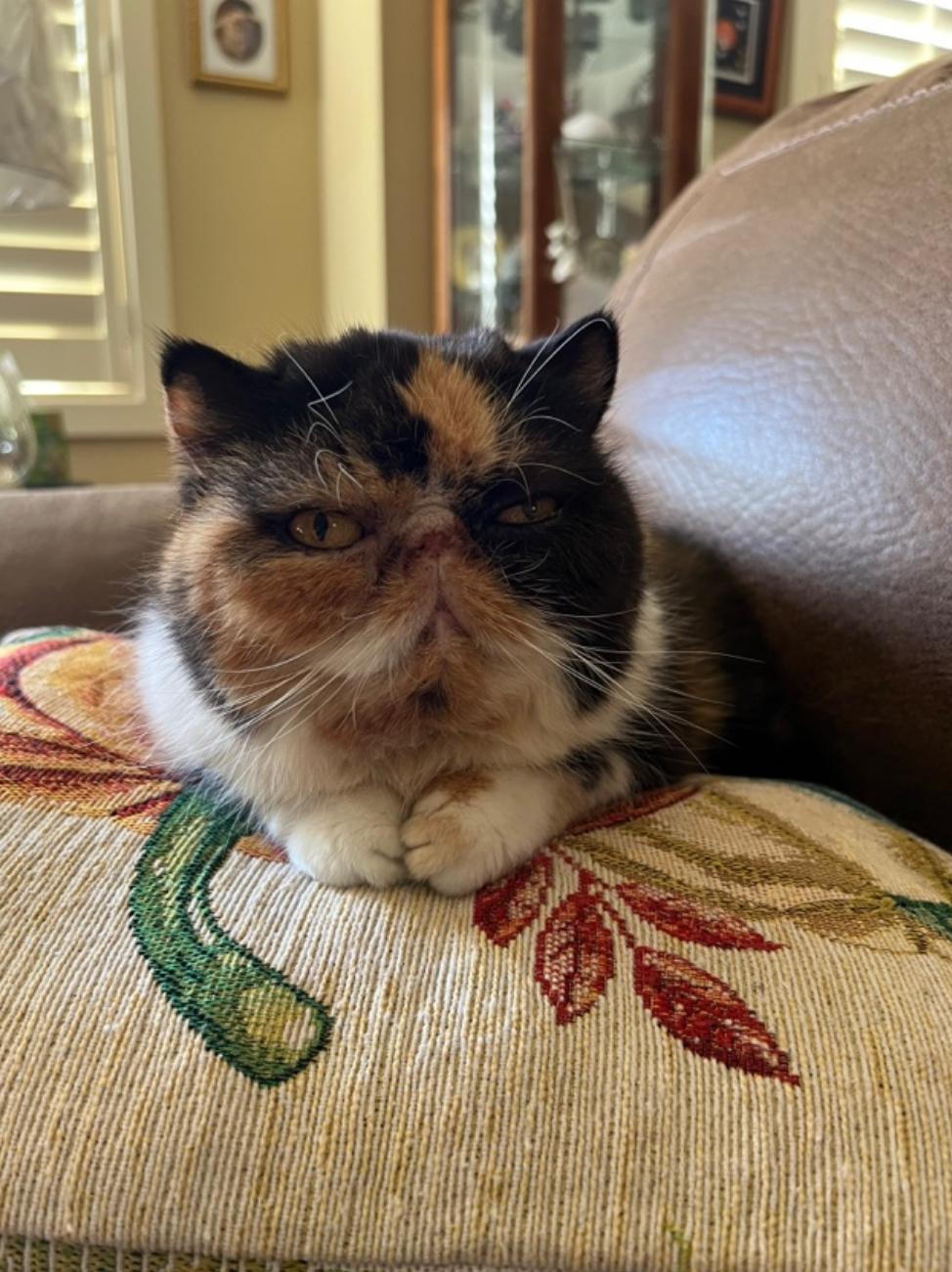 Enlarge Sally, a Adopted Exotic Shorthair in Beverly Hills, CA image 1/3