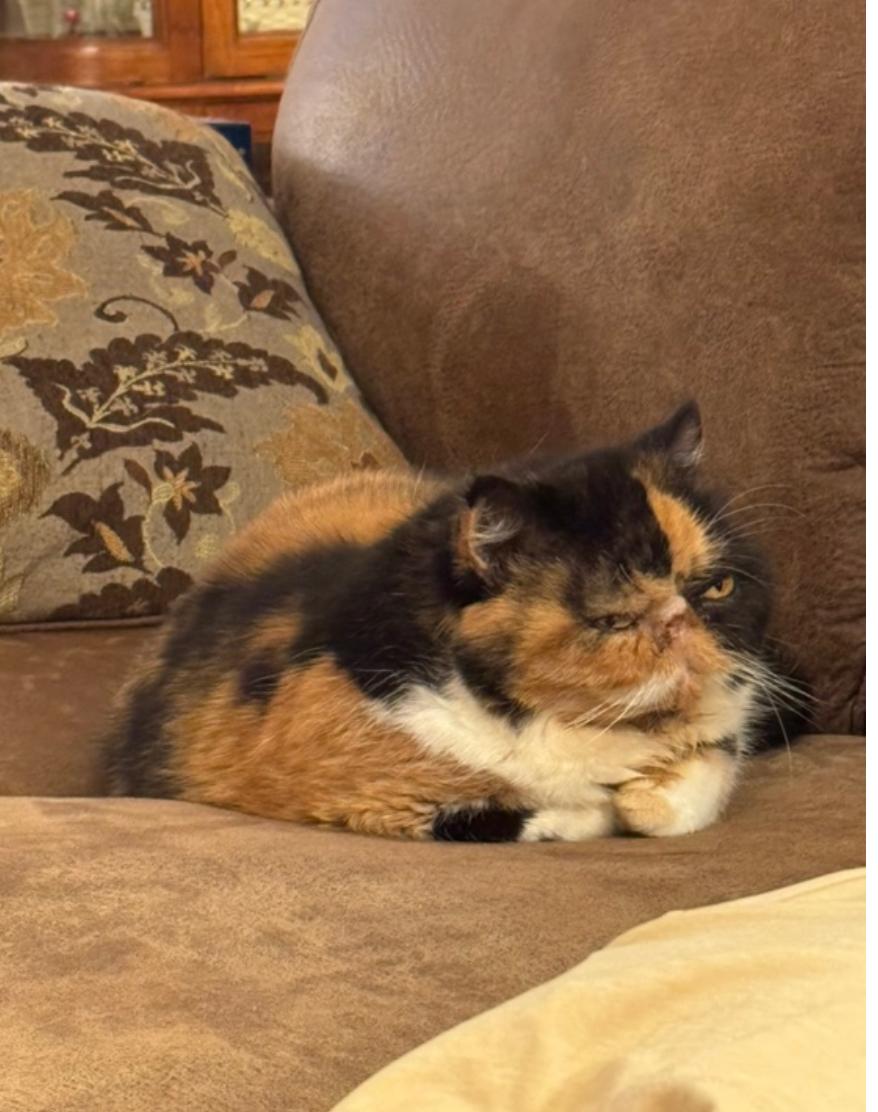 Enlarge Sally, a Adopted Exotic Shorthair in Beverly Hills, CA image 2/3