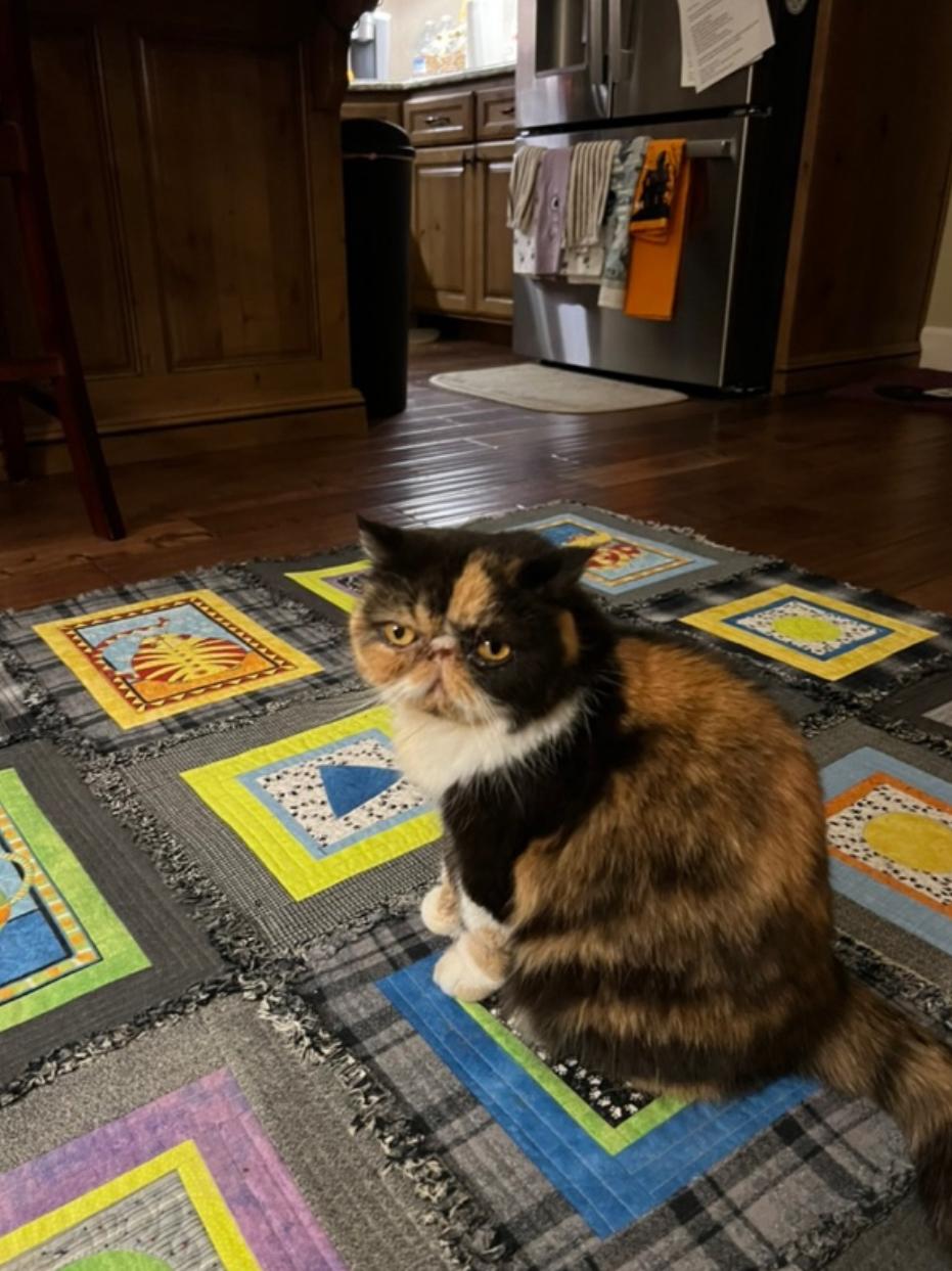 Enlarge Sally, a Adopted Exotic Shorthair in Beverly Hills, CA image 3/3