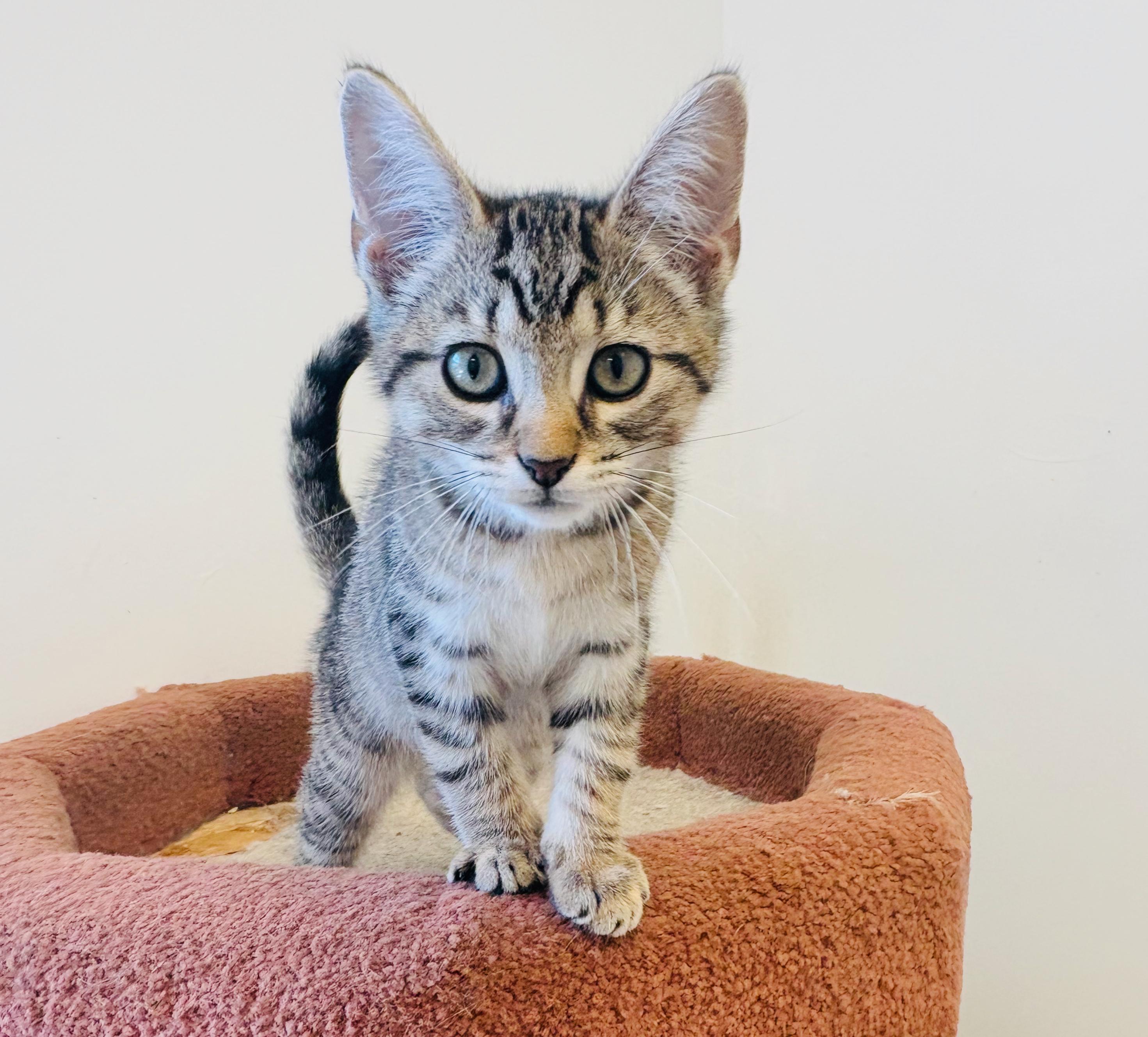 Billy, an adoptable Domestic Short Hair in St Stephen, NB, E3L 2X2 | Photo Image 1