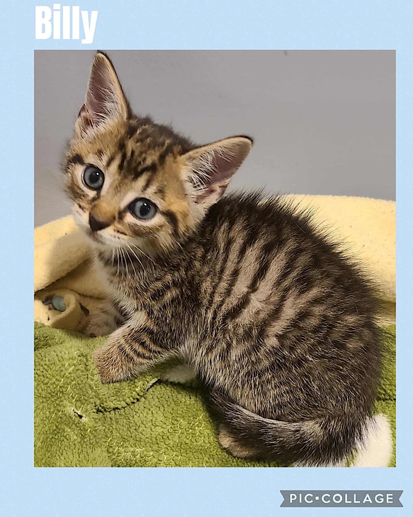 Billy, an adoptable Domestic Short Hair in St Stephen, NB, E3L 2X2 | Photo Image 2