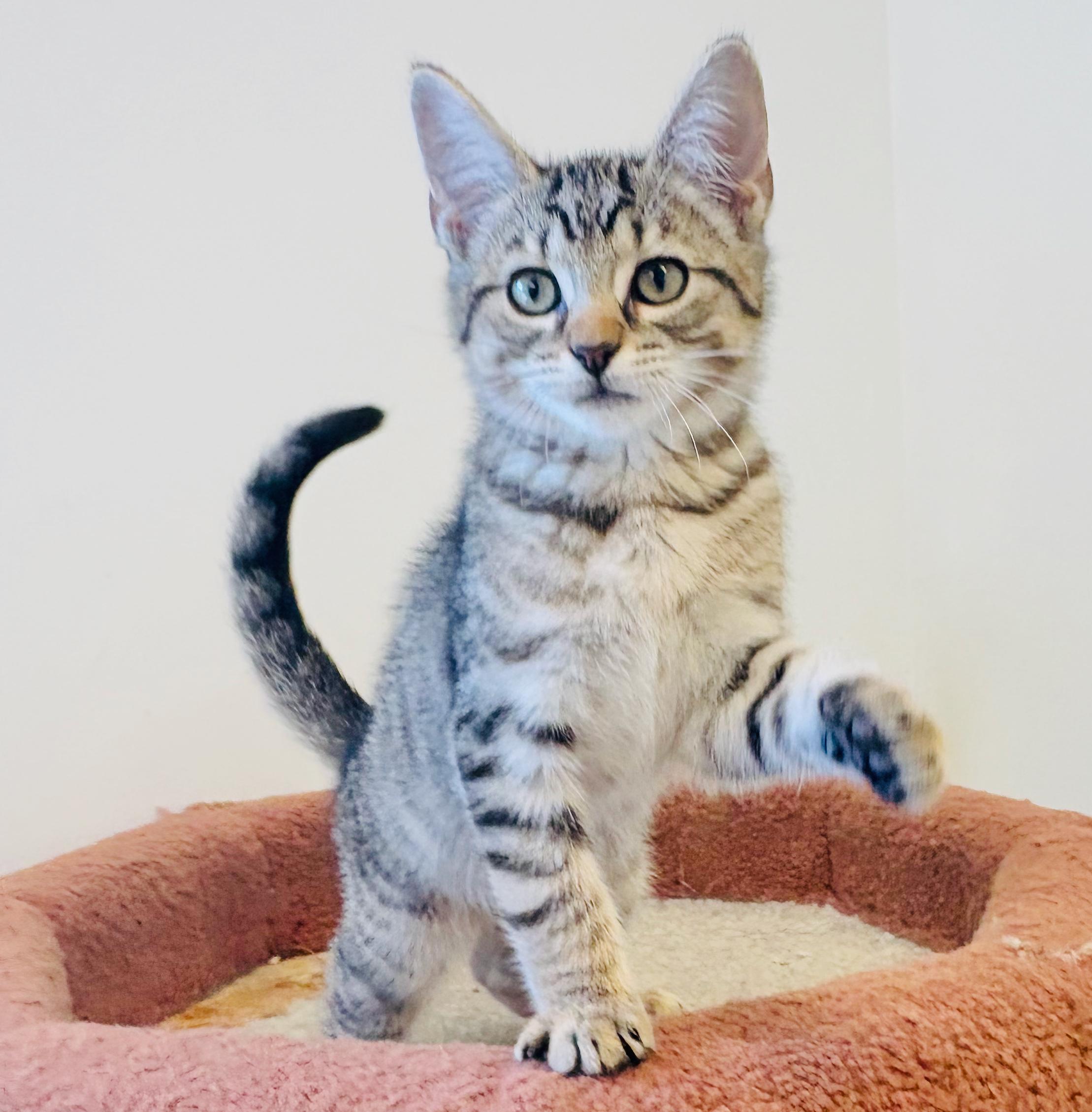 Billy, an adoptable Domestic Short Hair in St Stephen, NB, E3L 2X2 | Photo Image 3
