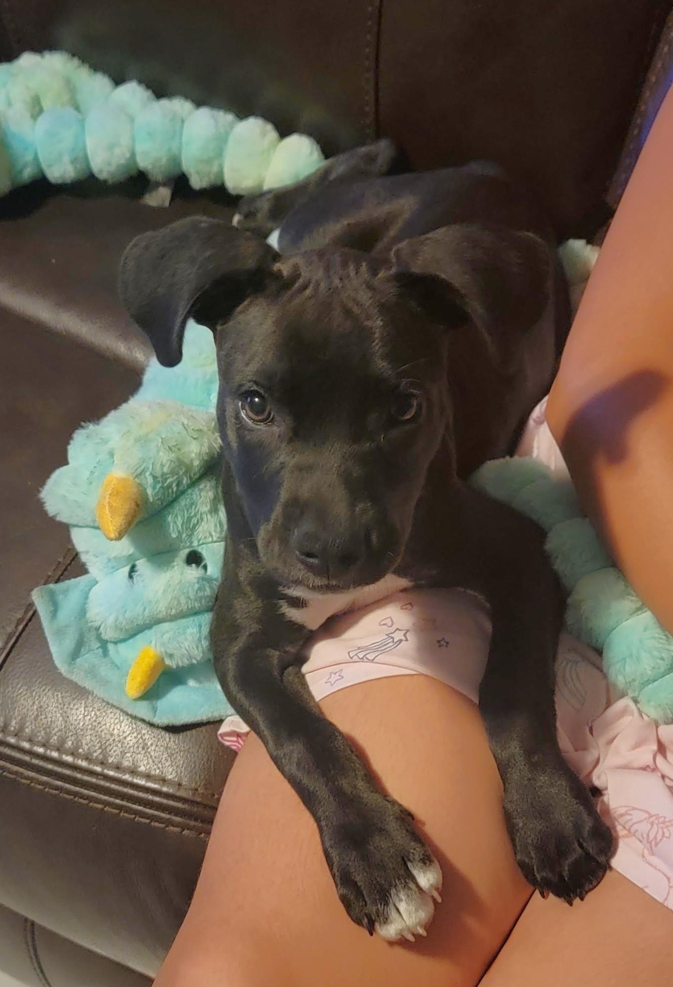 Enlarge Sola, a ADOPTABLE Mixed Breed in Schaumburg, IL image 4/6