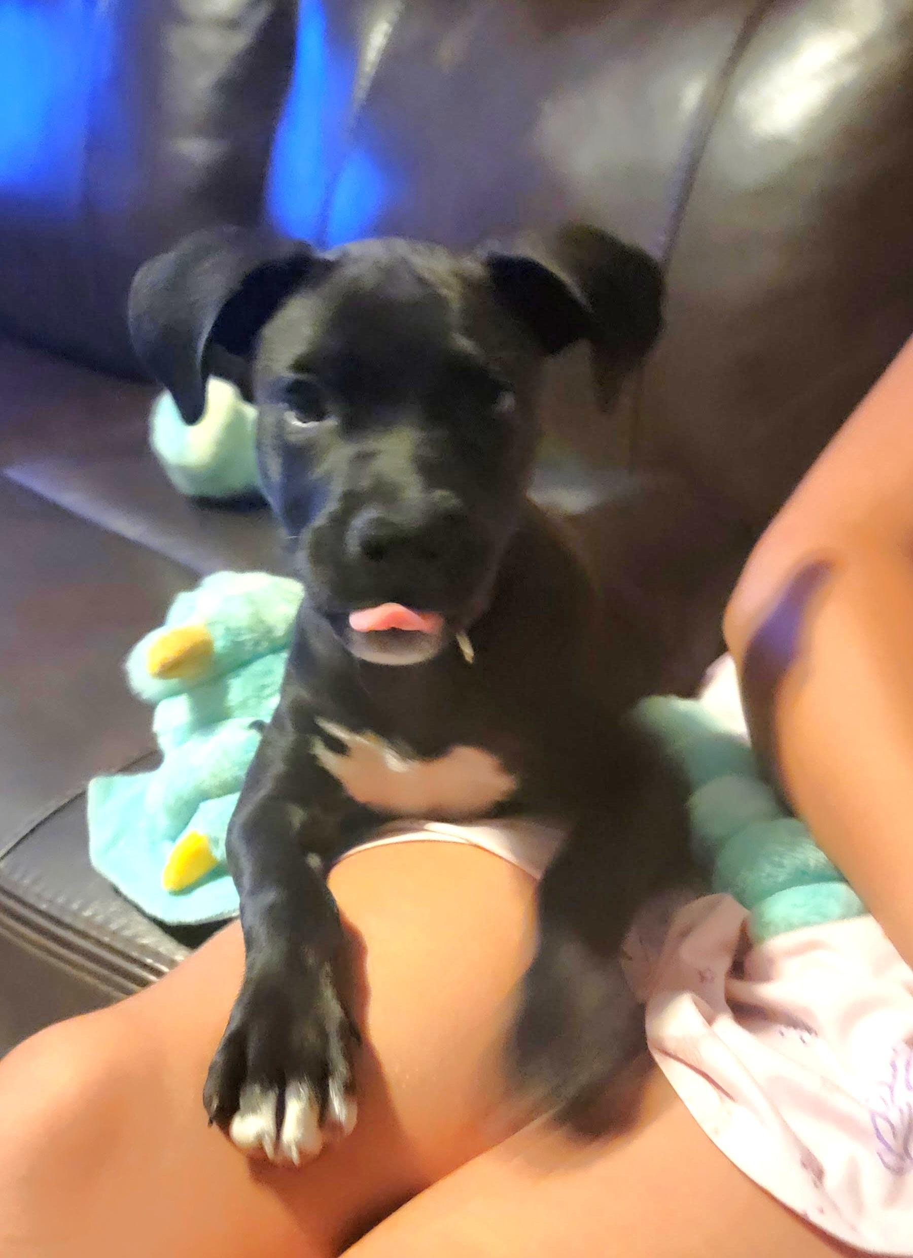 Enlarge Sola, a ADOPTABLE Mixed Breed in Schaumburg, IL image 5/6