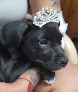 Enlarge Sola, a ADOPTABLE Mixed Breed in Schaumburg, IL image 6/6