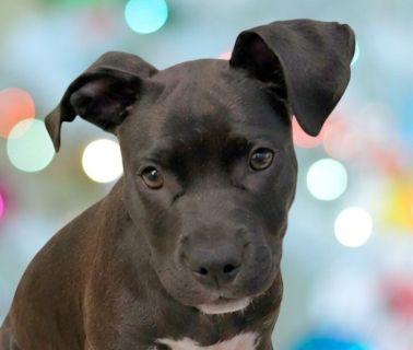 Sola, ADOPTABLE, Puppy Female Mixed Breed.