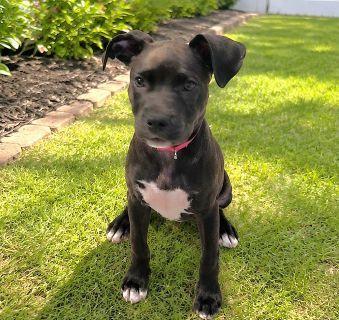 Enlarge Sola, a ADOPTABLE Mixed Breed in Schaumburg, IL image 2/6