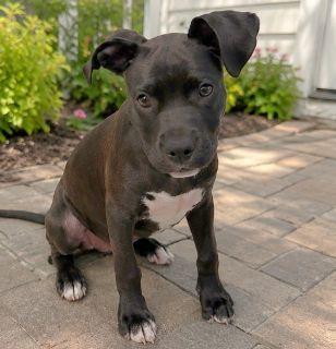 Enlarge Sola, a ADOPTABLE Mixed Breed in Schaumburg, IL image 3/6