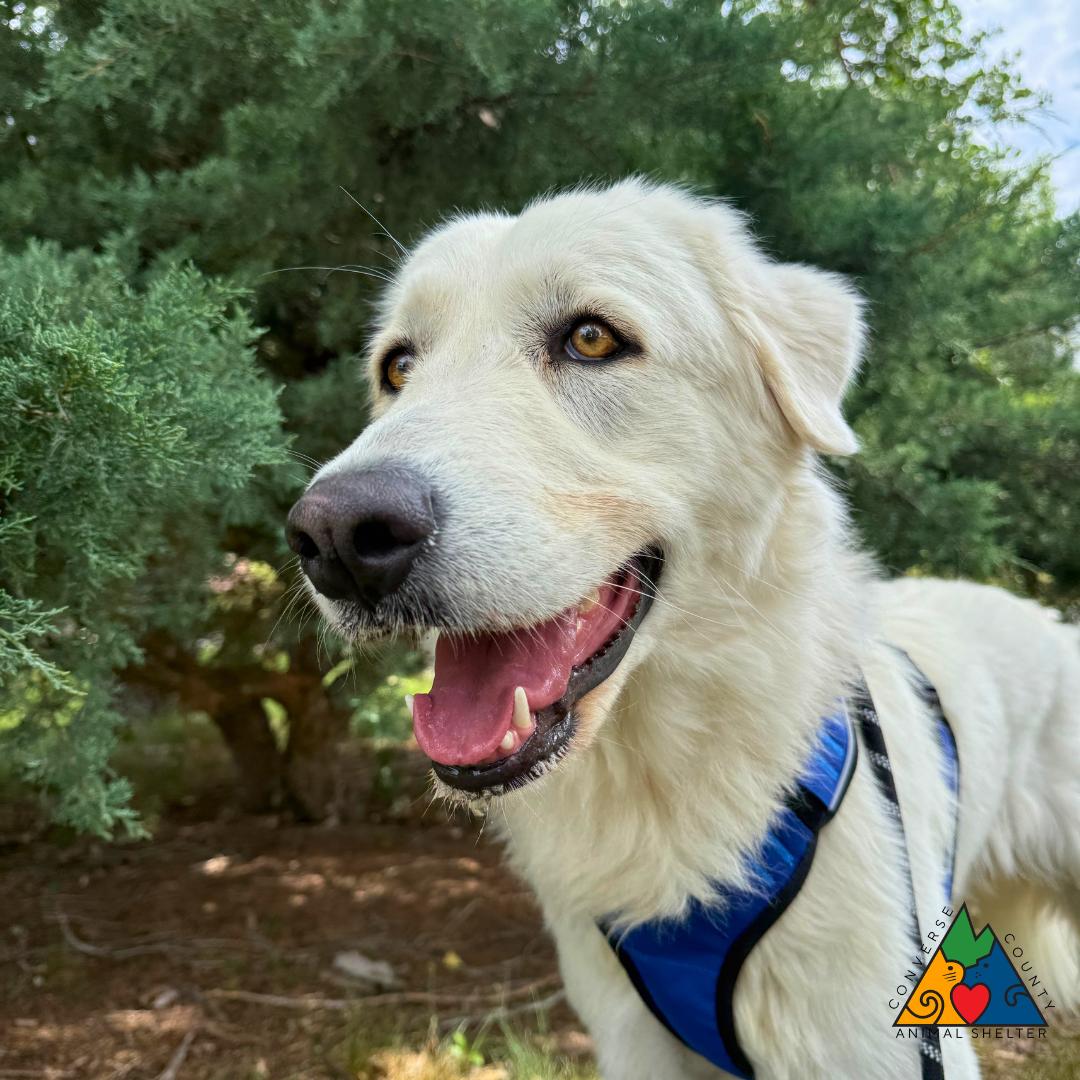 Robin, a ADOPTABLE mixed breed in Douglas, WY image 3/5