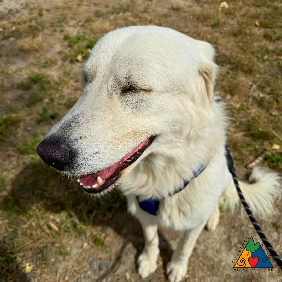 Robin, a ADOPTABLE mixed breed in Douglas, WY image 2/5