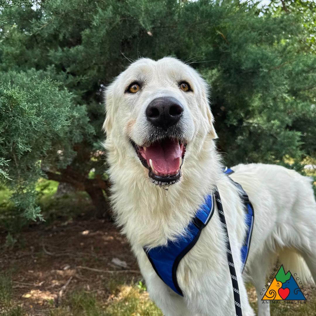 Robin, a ADOPTABLE mixed breed in Douglas, WY image 5/5
