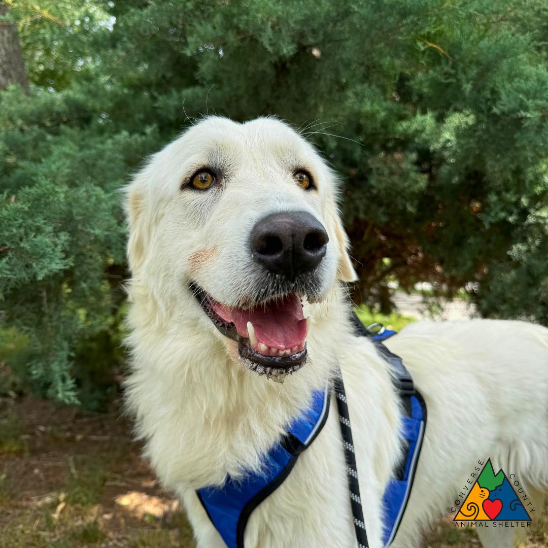 Robin, a ADOPTABLE mixed breed in Douglas, WY image 1/5