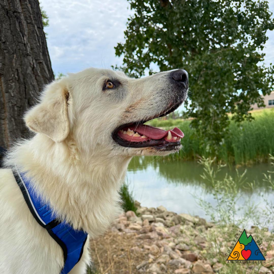 Robin, a ADOPTABLE mixed breed in Douglas, WY image 4/5