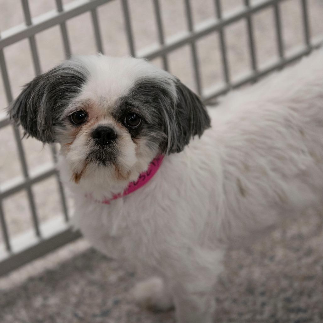 Daisy Mae (N25-232), a Adoptable Shih Tzu in Bendena, KS image 1/3