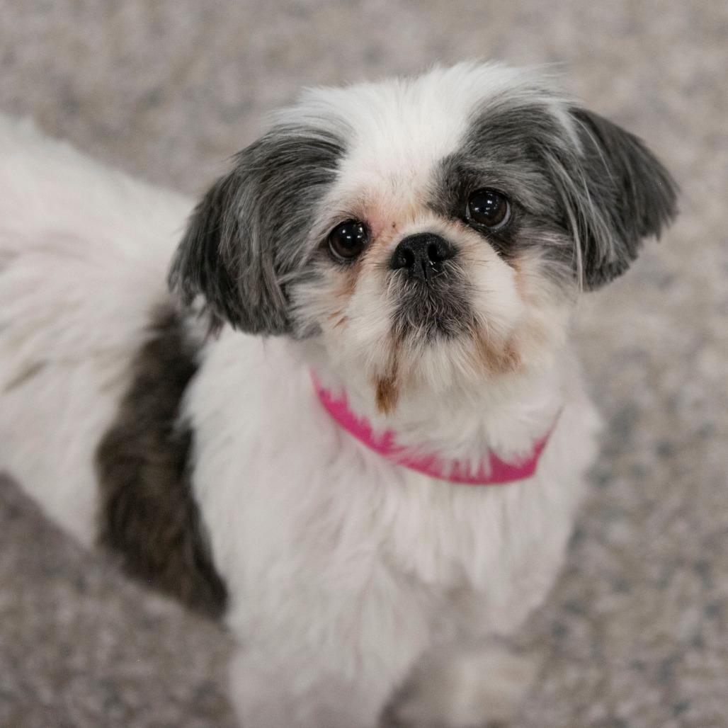 Daisy Mae (N25-232), a Adoptable Shih Tzu in Bendena, KS image 2/3