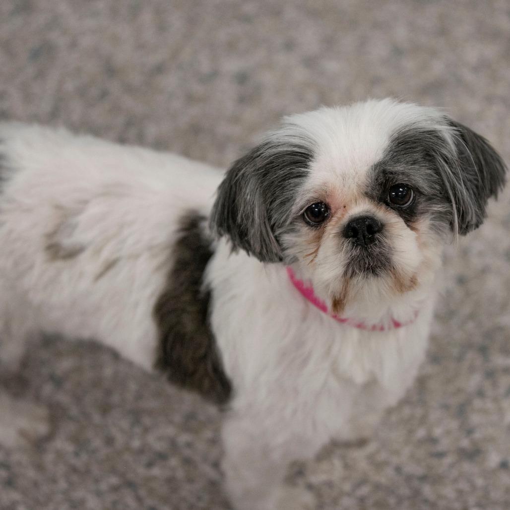 Daisy Mae (N25-232), a Adoptable Shih Tzu in Bendena, KS image 3/3