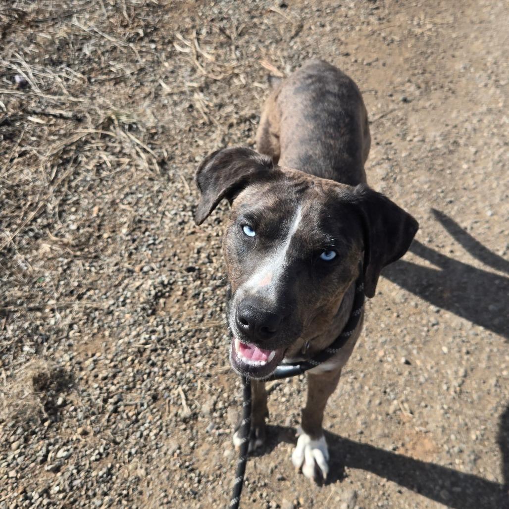 Crystal, Adoptable, Adult Female Catahoula Leopard Dog & Dutch Shepherd.