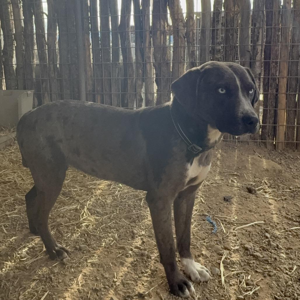 Crystal, a Adoptable mixed breed in Taos, NM image 1/3