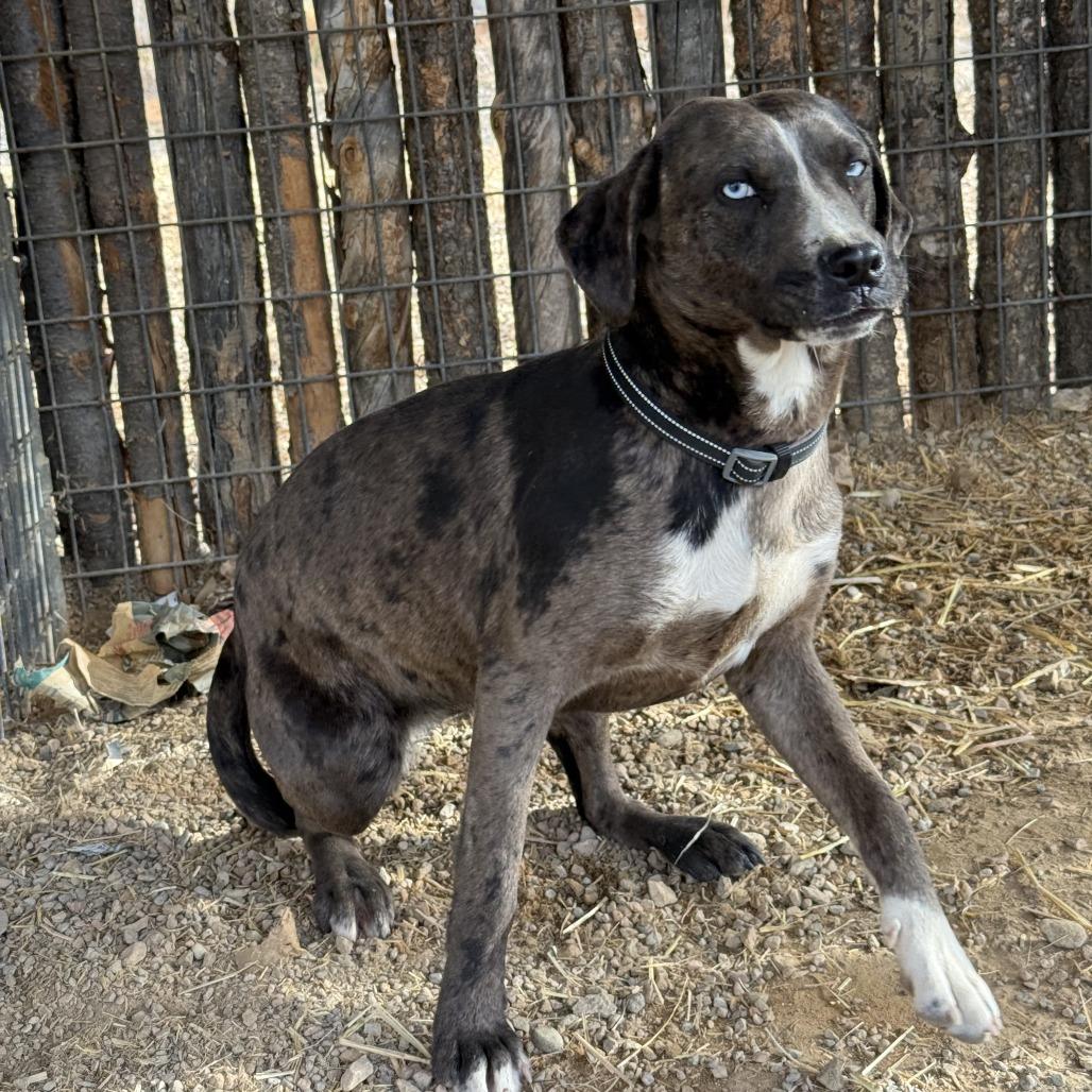 Crystal, a Adoptable mixed breed in Taos, NM image 2/3