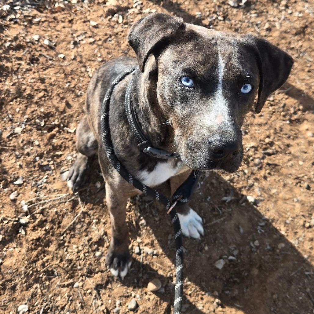 Crystal, a Adoptable mixed breed in Taos, NM image 4/6