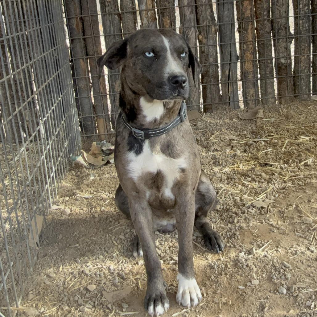 Crystal, a Adoptable mixed breed in Taos, NM image 3/3