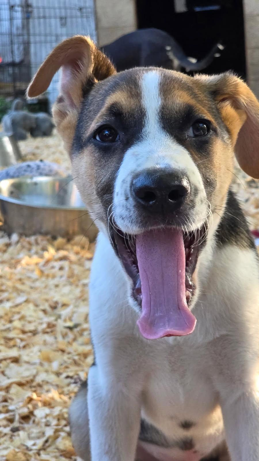 Bandit, Adoptable, Puppy Male Mixed Breed.