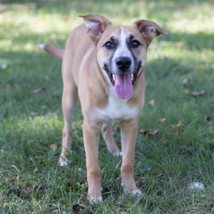 Peter, an adopted mixed breed in Bedford, IN image 2/2