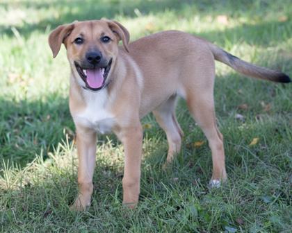 Peter, Adoptable, Puppy Male Shepherd & Mixed Breed.