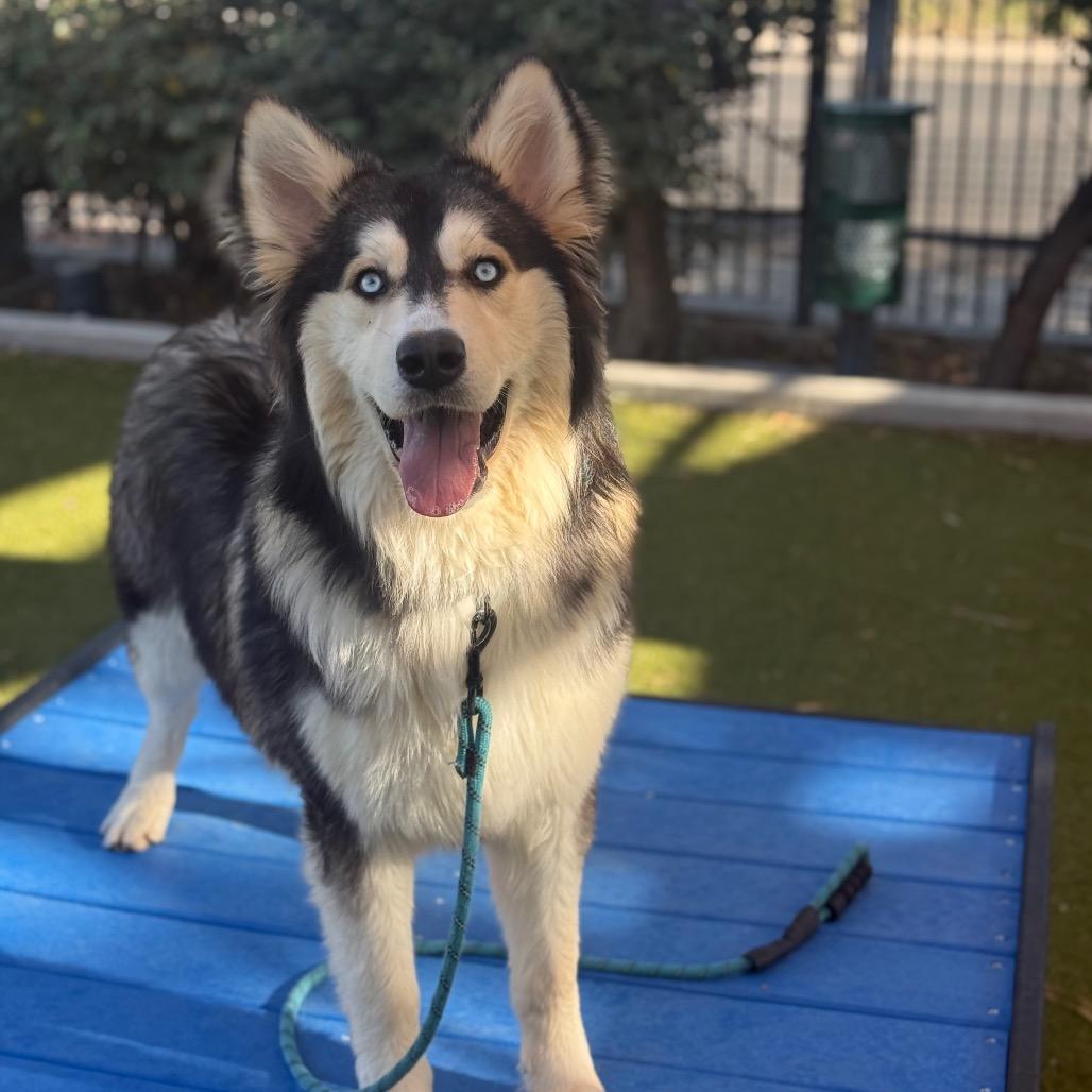 Enlarge Lycan, a Adoptable mixed breed in Albuquerque, NM image 1/5