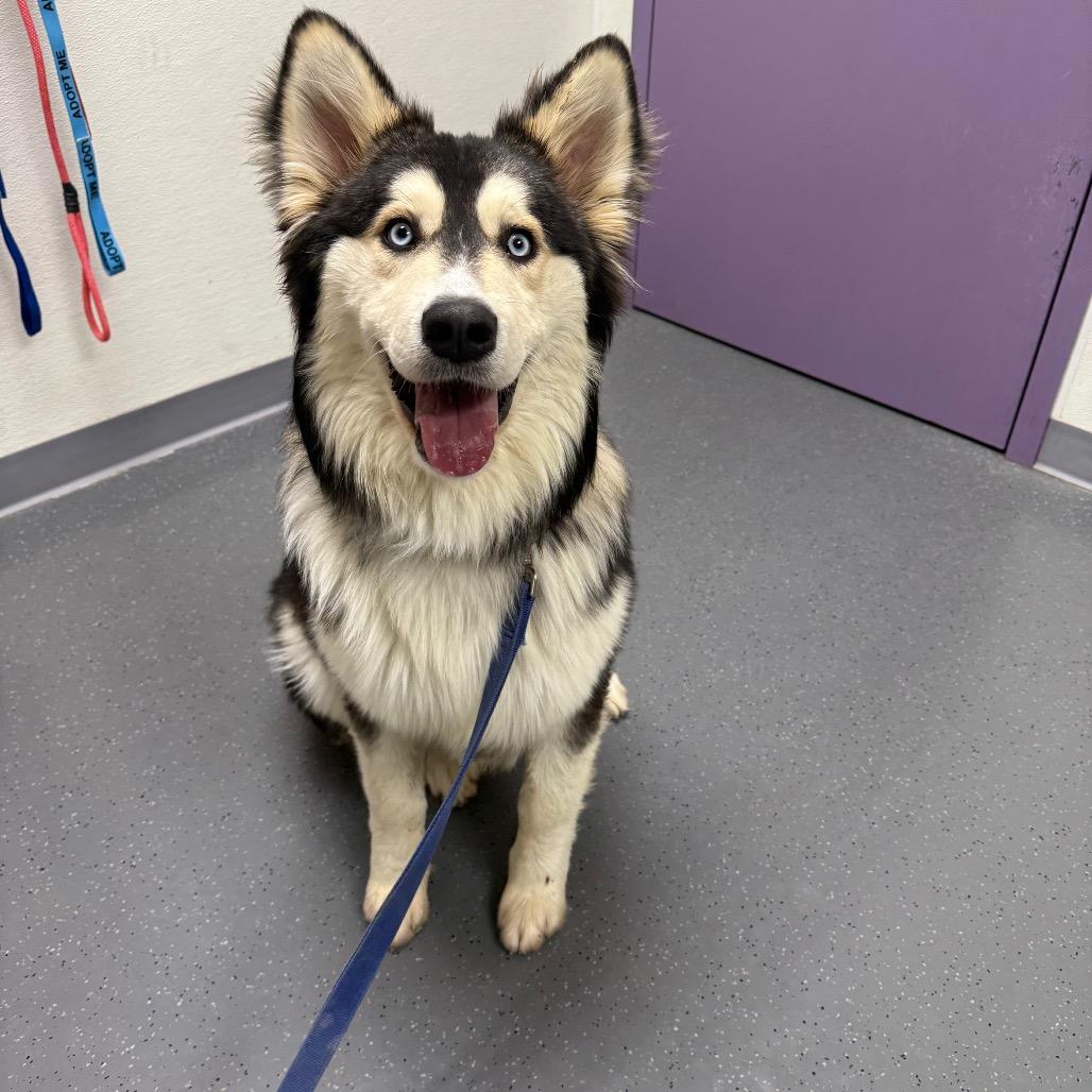 Enlarge Lycan, a Adoptable mixed breed in Albuquerque, NM image 2/5