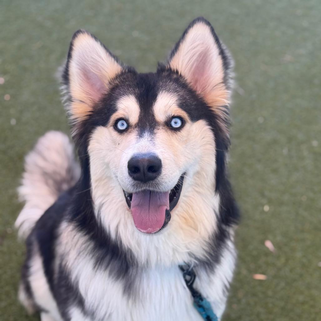 Enlarge Lycan, a Adoptable mixed breed in Albuquerque, NM image 3/5