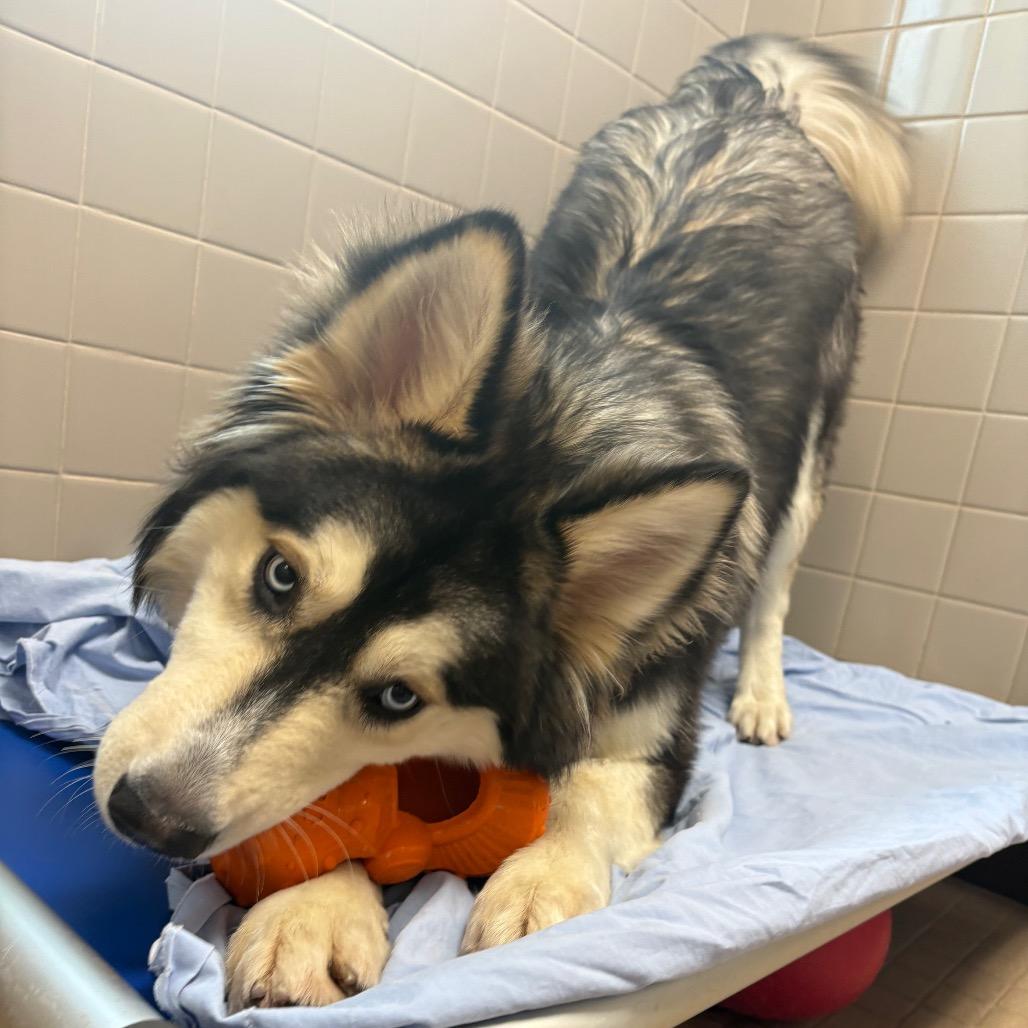 Enlarge Lycan, a Adoptable mixed breed in Albuquerque, NM image 4/5