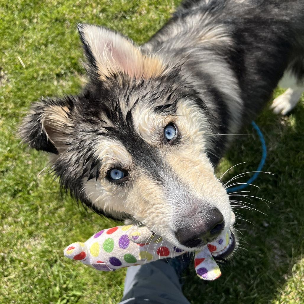 Enlarge Lycan, a Adoptable mixed breed in Albuquerque, NM image 5/5