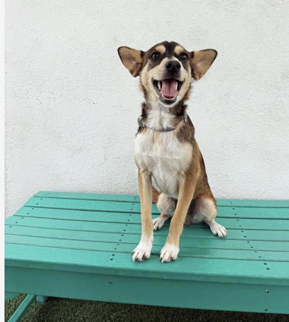 Meet Rocco Hes a 1-year-old 18-pound Chihuahua mix with a playful spirit and 