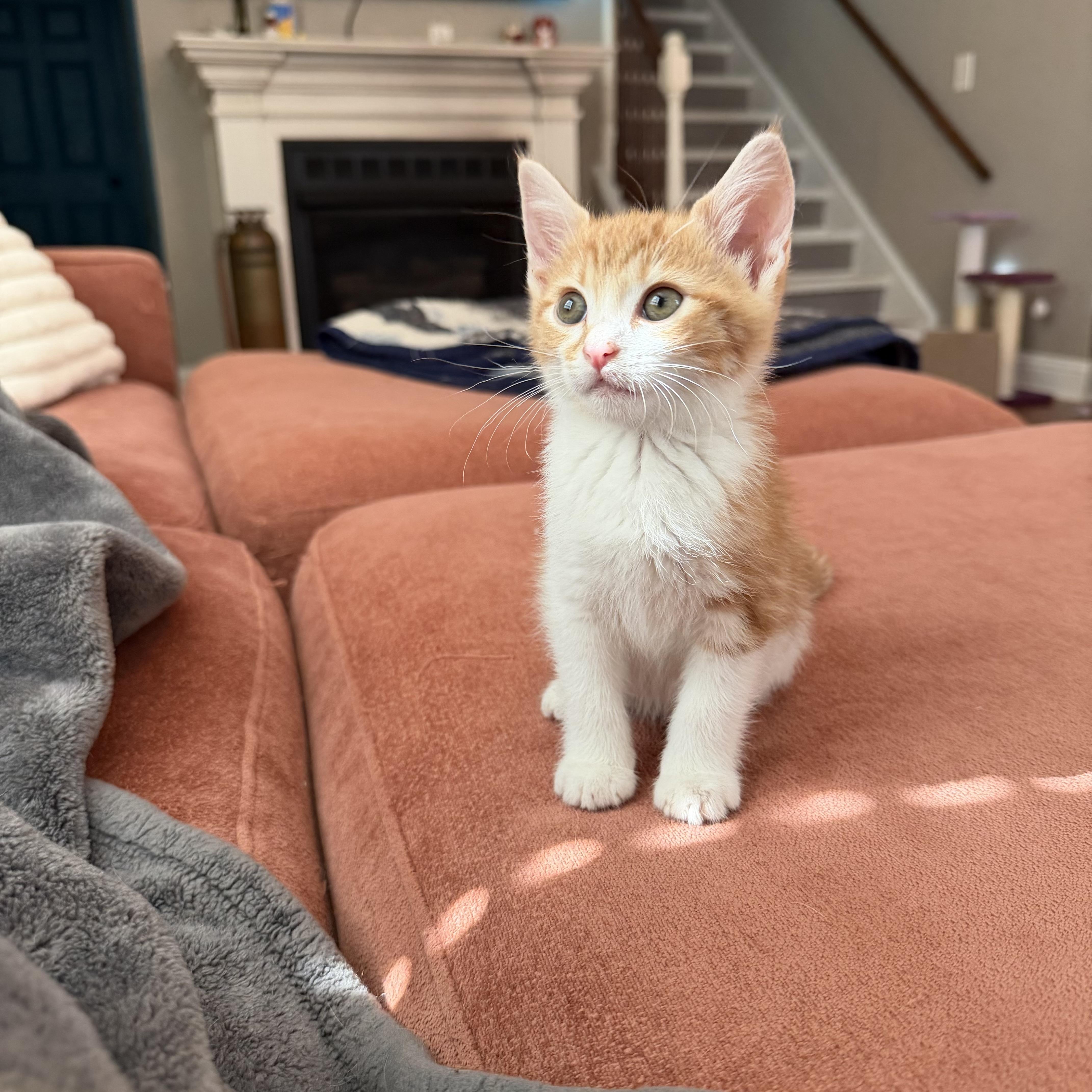 Enlarge Doubles, a Adoptable Domestic Short Hair in Bethel , CT image 3/4