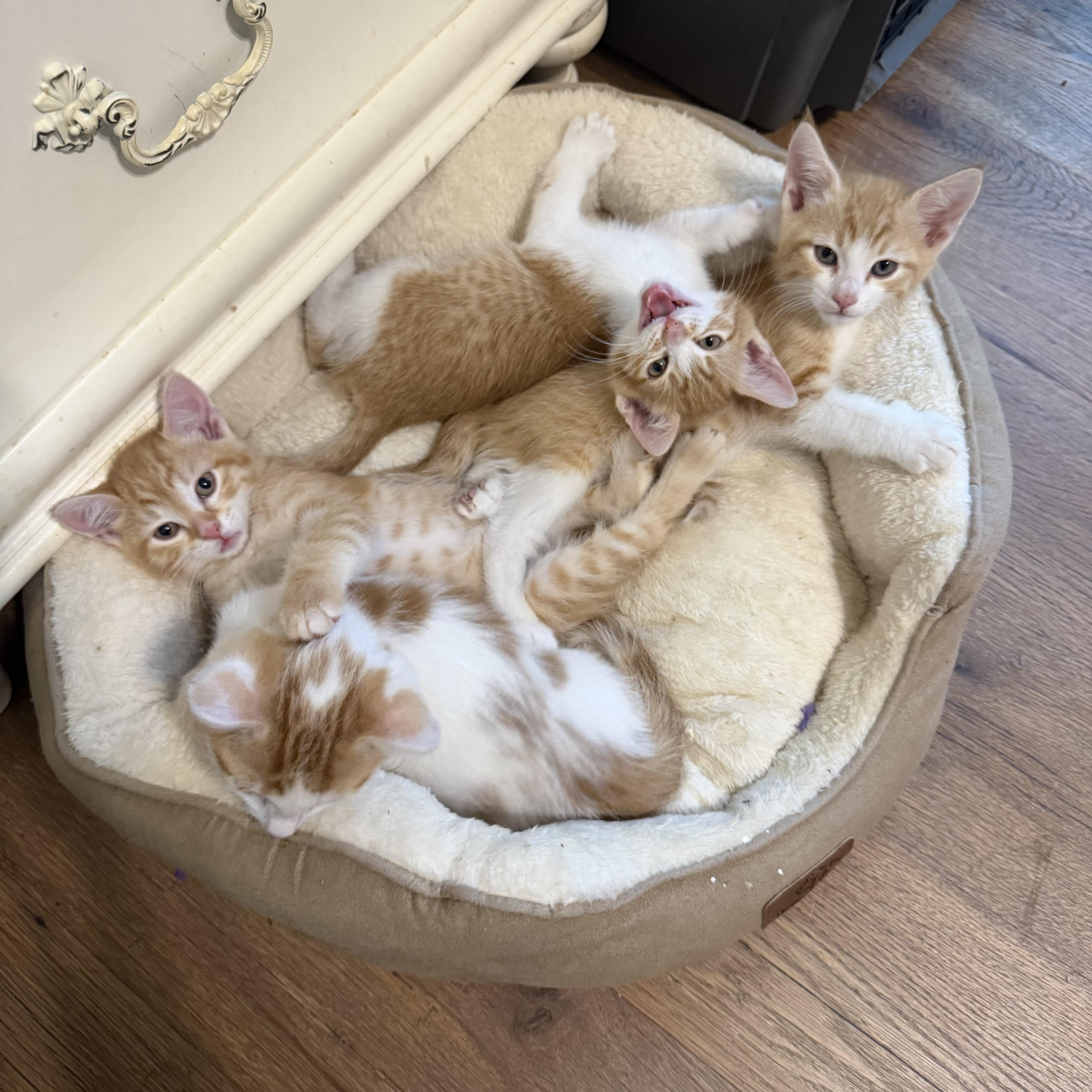 Enlarge Doubles, a Adoptable Domestic Short Hair in Bethel , CT image 4/4