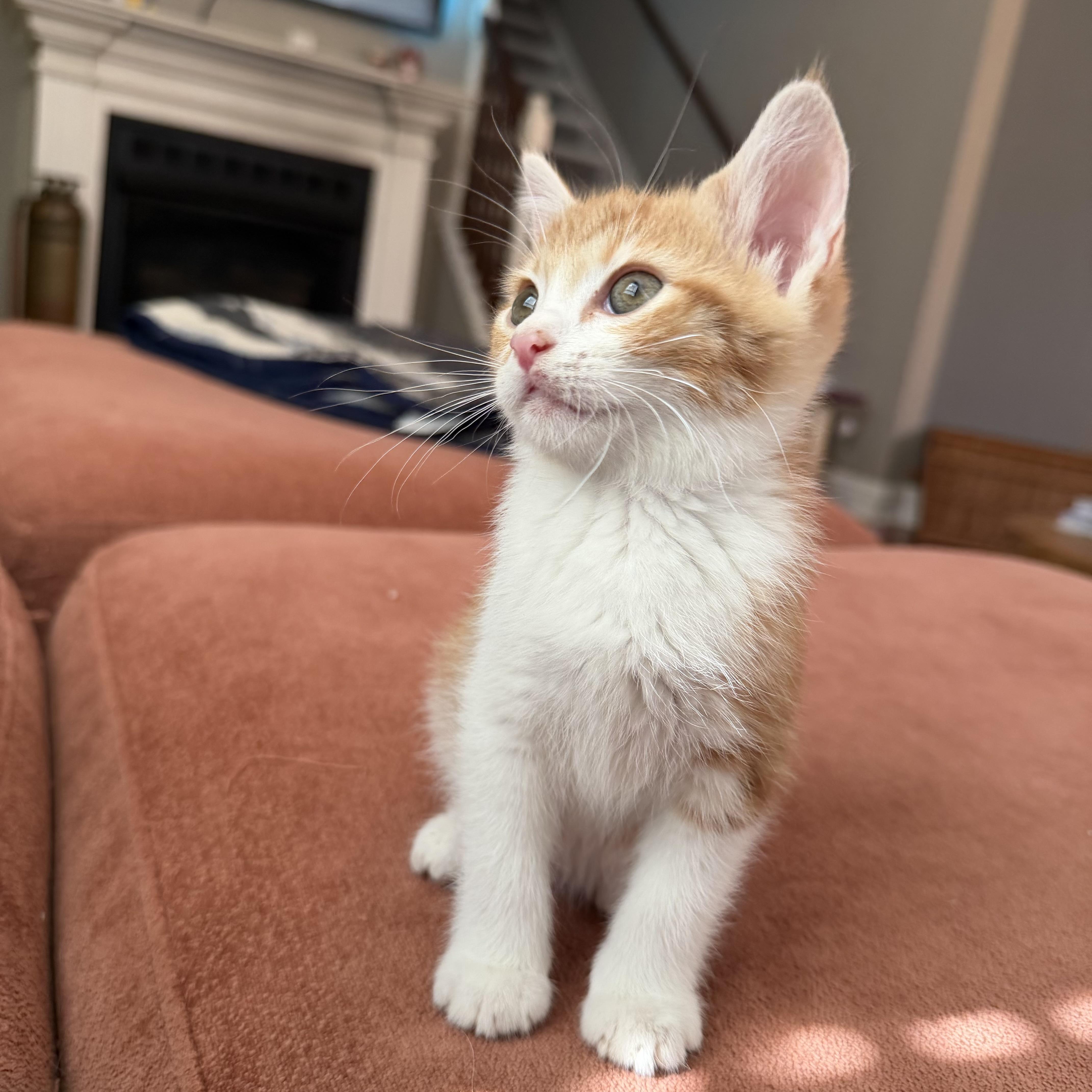 Enlarge Doubles, a Adoptable Domestic Short Hair in Bethel , CT image 2/4