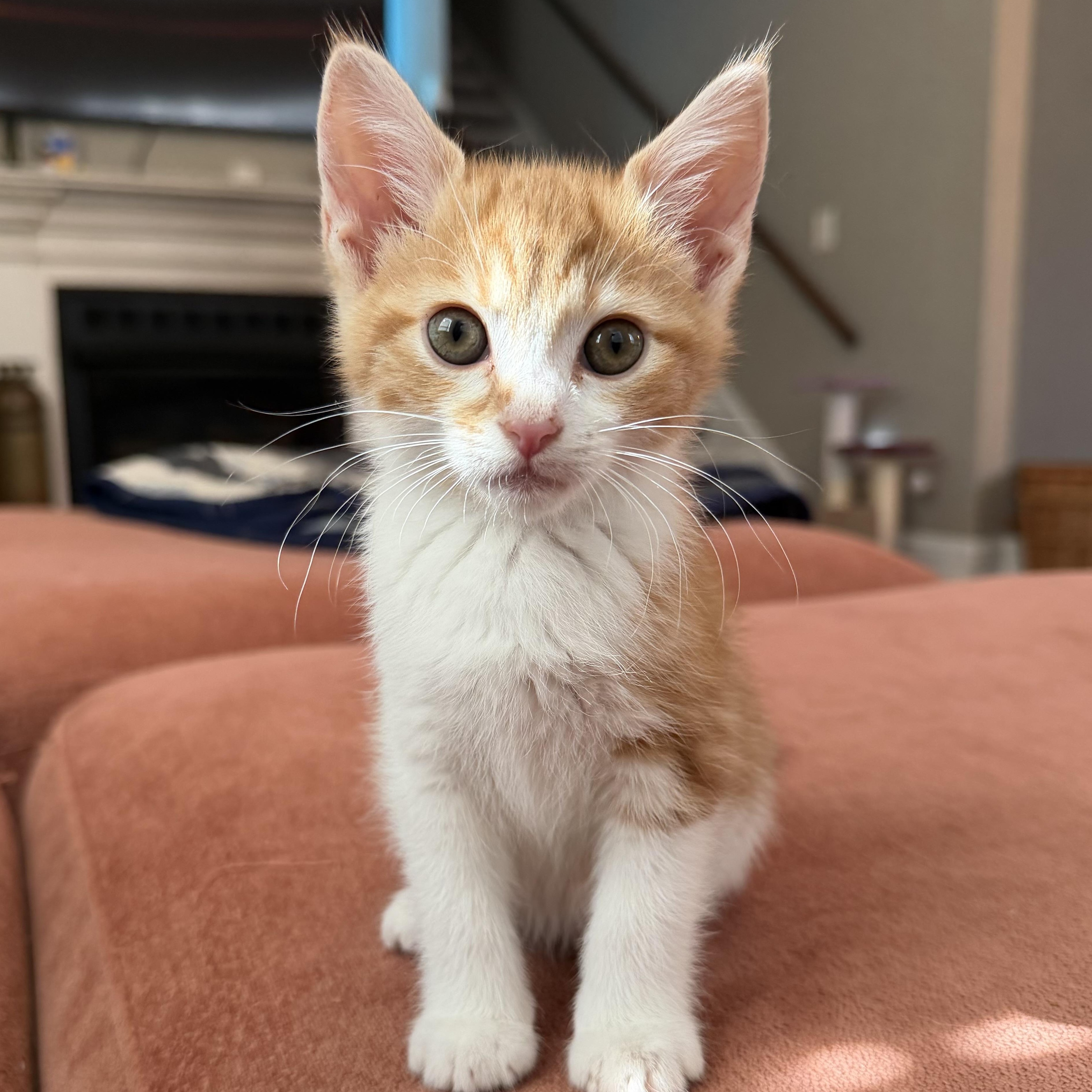 Doubles, Adoptable, Kitten Female Domestic Short Hair.