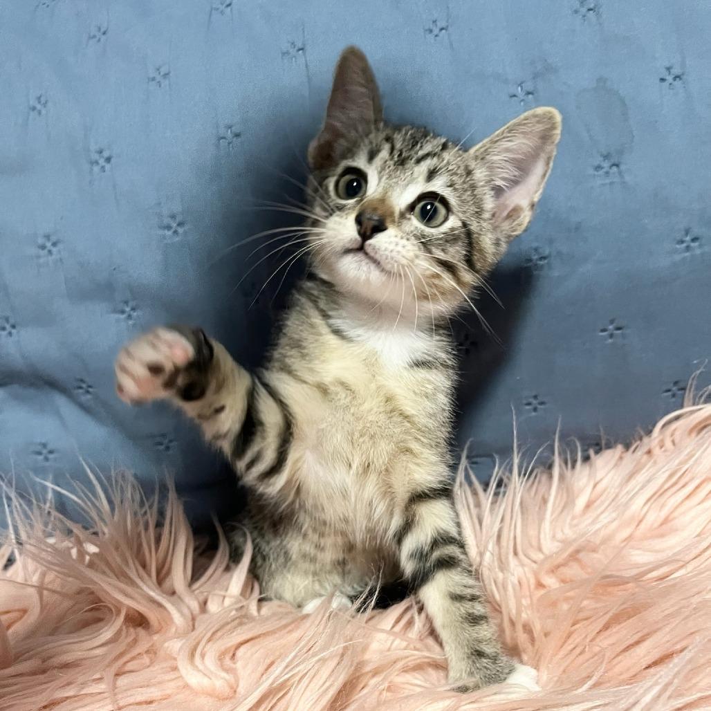 Cash, Adoptable, Kitten Male Domestic Medium Hair.