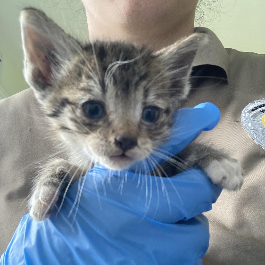 Cash, a Adoptable Domestic Medium Hair in Pahoa, HI image 2/5