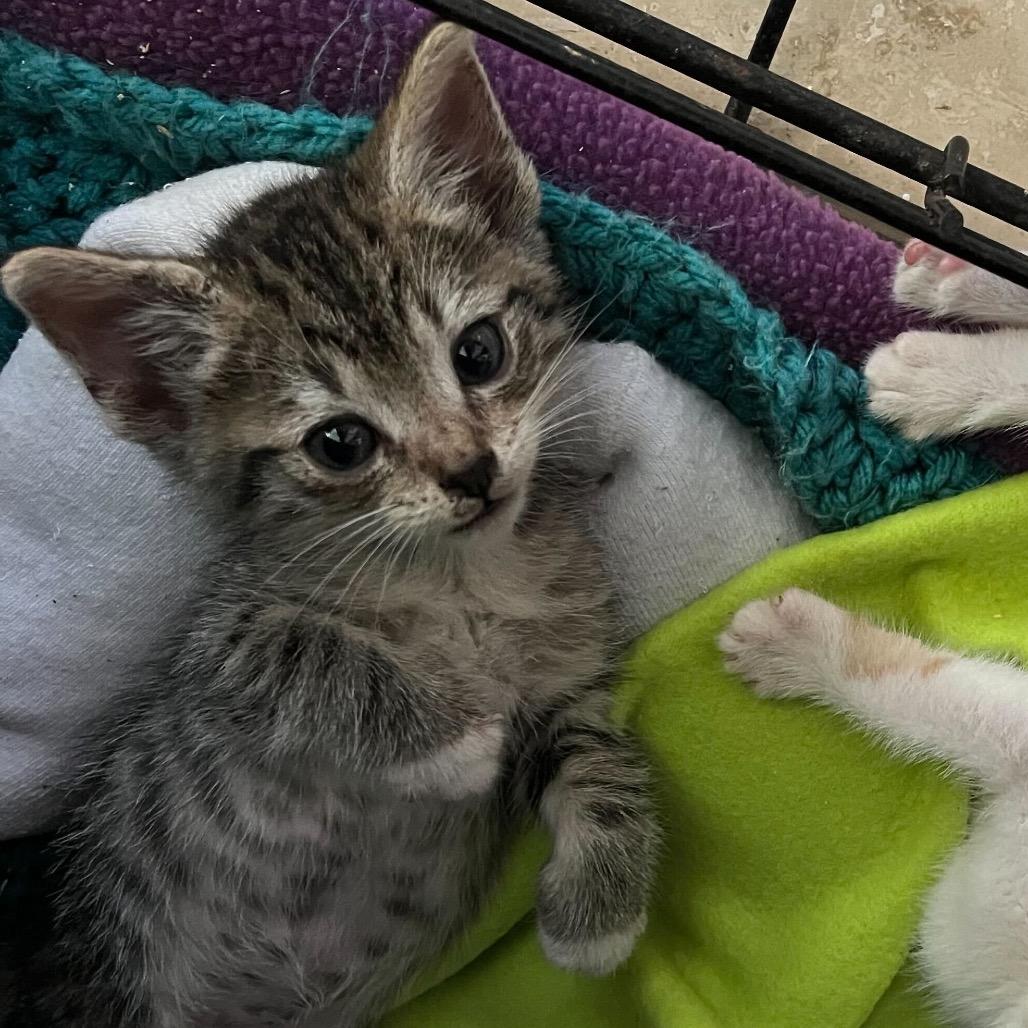 Cash, a Adoptable Domestic Medium Hair in Pahoa, HI image 3/5