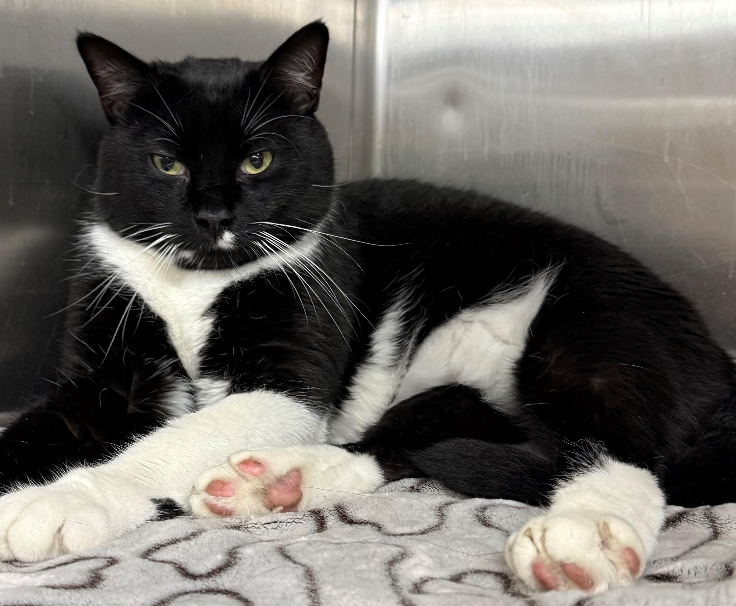 Ripley, ADOPTABLE, Adult Male Domestic Short Hair.