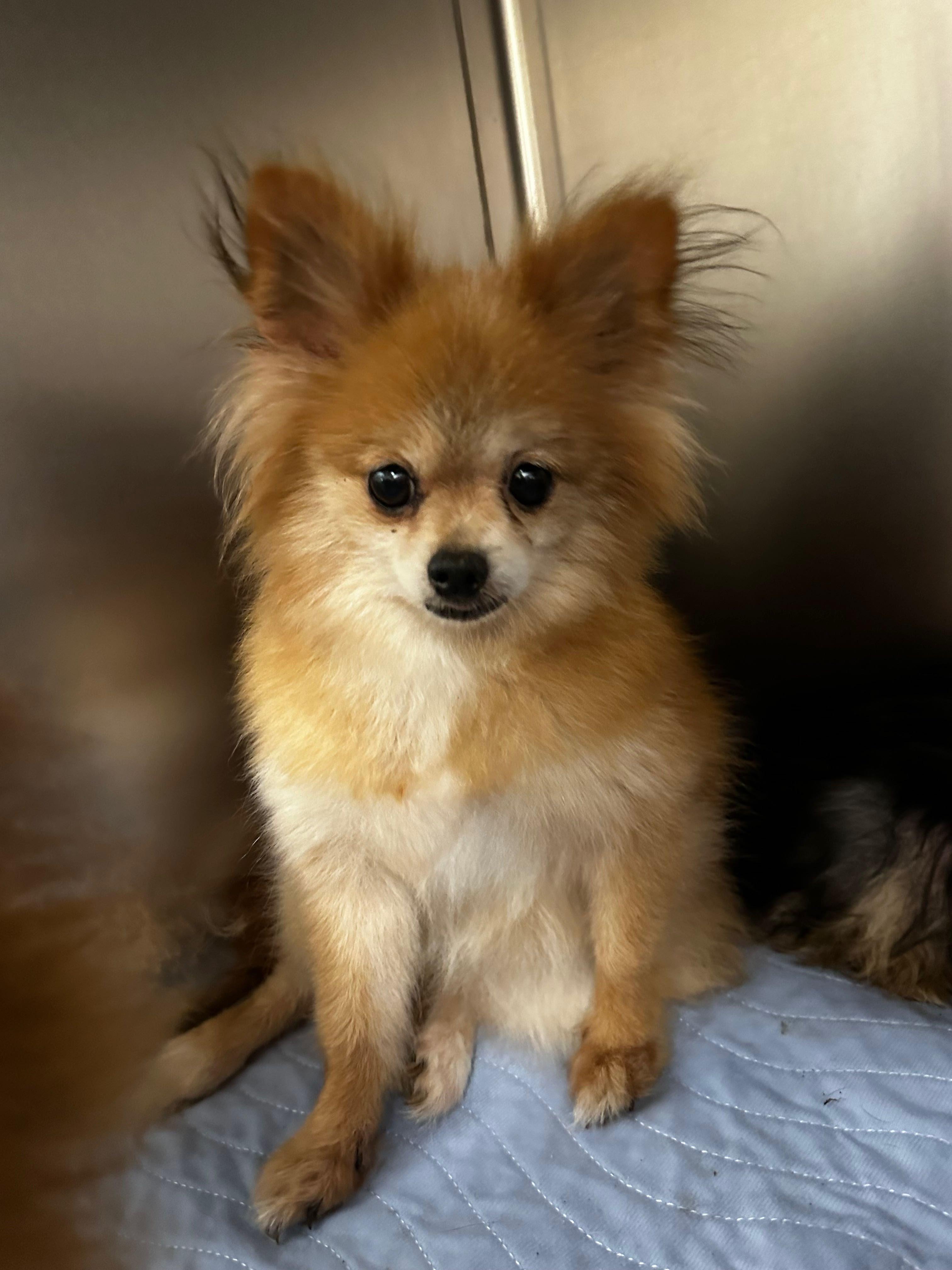 Scarlett, Adoptable, Senior Female Pomeranian.