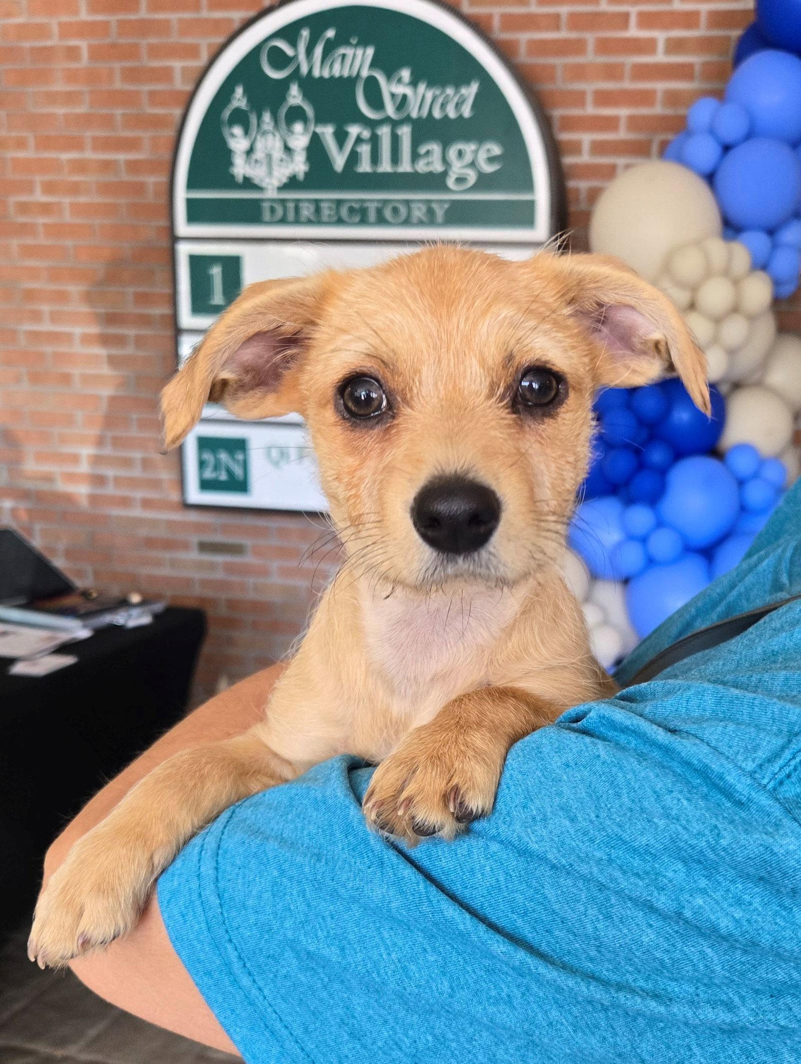 Rose, Adoptable, Puppy Female Terrier.