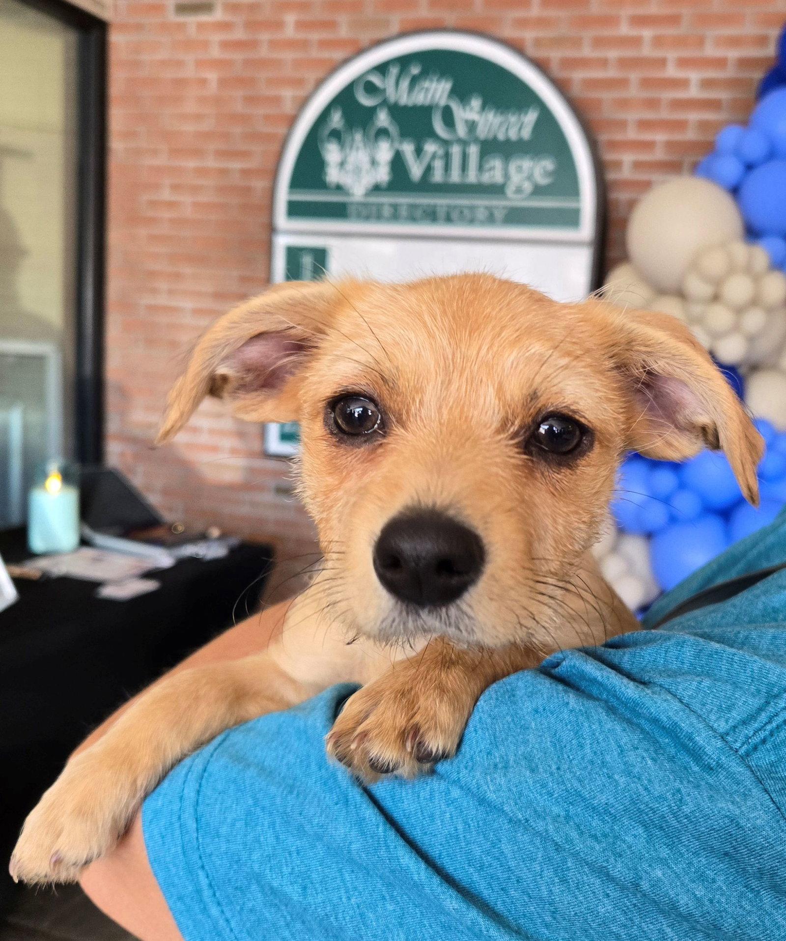 Rose, a Adoptable Terrier in Cliffwood, NJ image 2/2