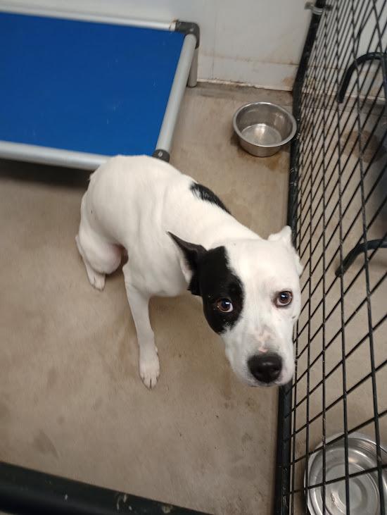 Mac, Adoptable, Adult Male Pit Bull Terrier & Husky.