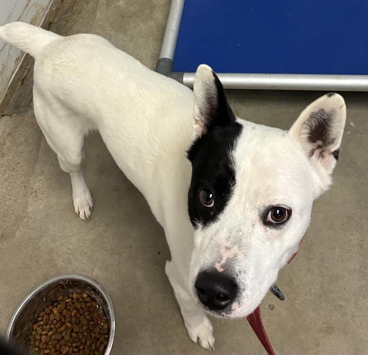 Mac, Adoptable, Adult Male Pit Bull Terrier & Husky.